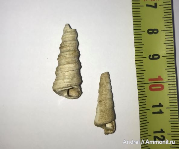 юрский период, Clathrobaculus, Gastropoda