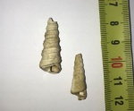 Гастропода Clathrobaculus