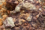 Раковины брахиопод.