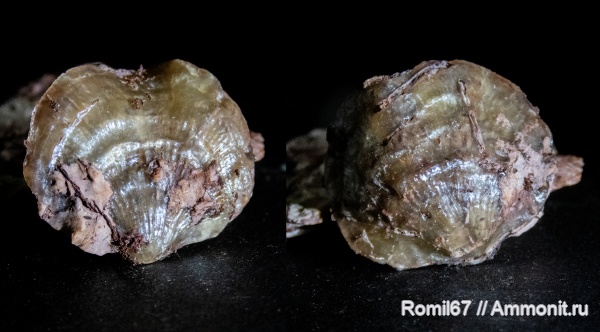 Atrypida