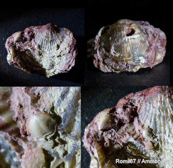 Atrypida