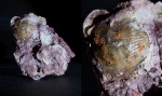 Брахиопода Atrypida