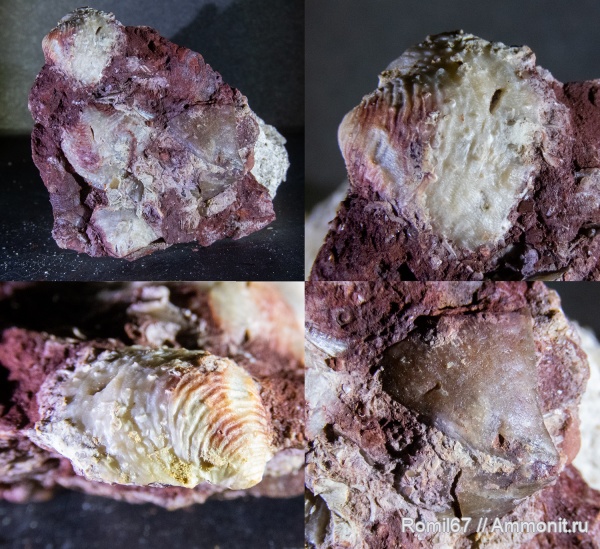 chonetipustula