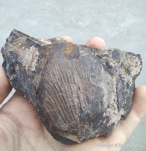 Cordaites