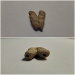 Губка