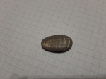 Срез Гастроподы