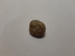 Колониальный коралл