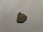 Кольчатый червь Serpulidae на колониальном коралле