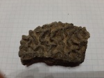 Коралл