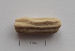 Серпула Pyrgopolon