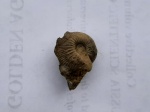 Macrocephalites tumidus