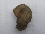 Lissoceras voultense
