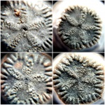 Стебли Margocrinus?