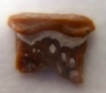 Diclitodus