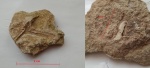 Неопознанные отпечатки в известняке