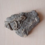 Непонятная окаменелость