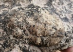 Trilobit