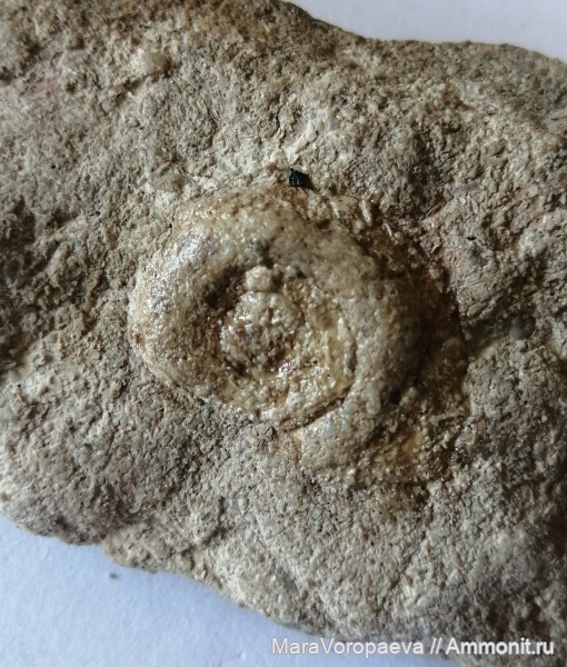 Gastropoda
