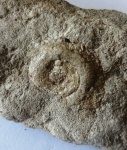 Gastropoda