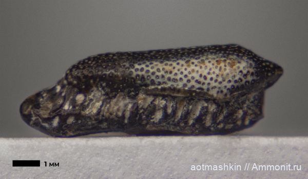 карбон, химеры, Oxytomodus, Holocephali, Helodontiformes, Oxytomodus argutus
