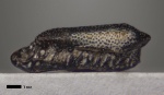 Зуб Holocephali (Helodontiformes)