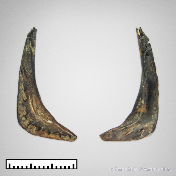 рыбы, зона Kachpurites fulgens, praeoperculum