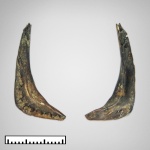 Предкрышечная кость жаберной крышки (praeoperculum) рыбы из Филей
