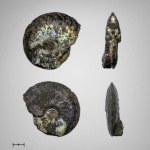 Garniericeras