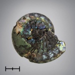 Garniericeras
