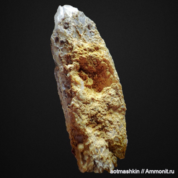 Crinoidea