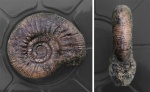 Аммонит Choffatia sp. из Курортного