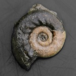 Rossiensiceras (?) из Курортного