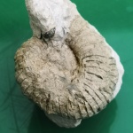 Аммонит с аптихами