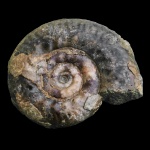Hecticoceras sp. (?)