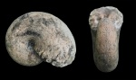 Типичное ядро Phylloceratidae