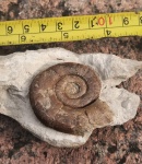 Protetragonites