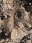 Pseudocrioceras из Кутаиси