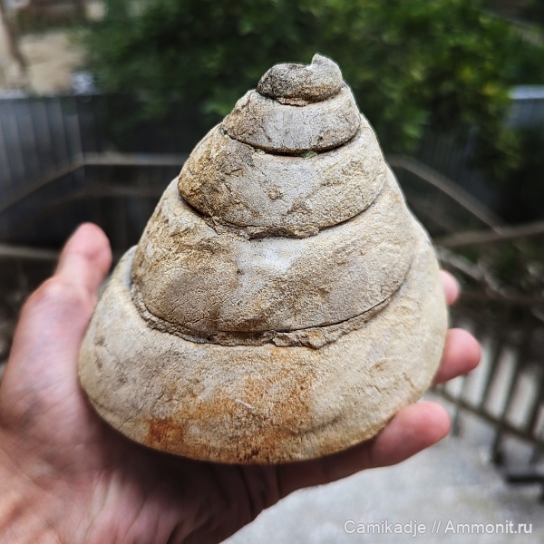 гастроподы, мел, Грузия, нижний мел, альбский ярус