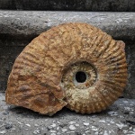 Eodouvilleiceras subquadratum?