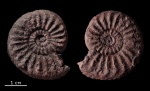 Amaltheus margaritatus