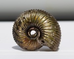 Cardioceratidae