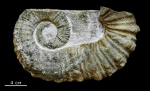 Грузинский Pseudocrioceras (?)