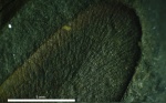 Жилкование пёрышка Neuropteris
