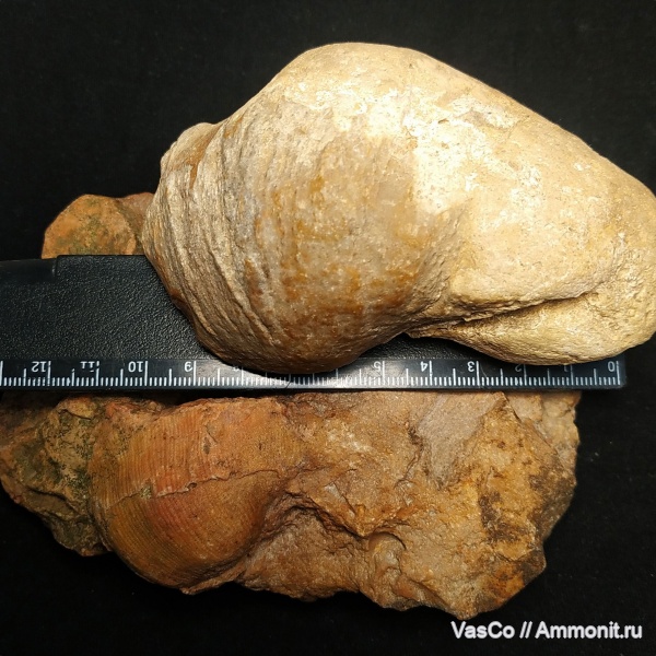 brachiopoda