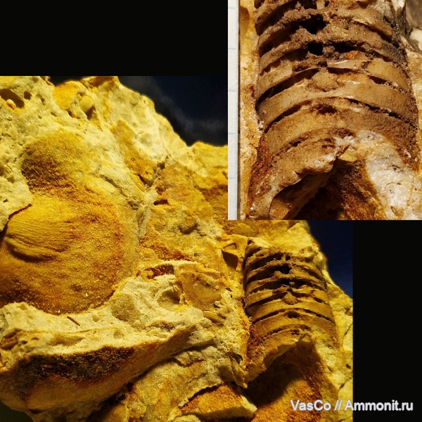 Actinocerida