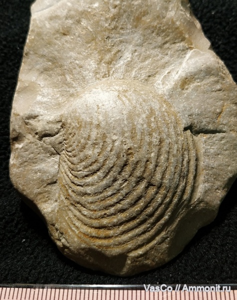 Inoceramus