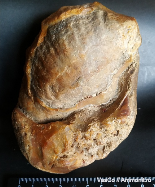 карбон, Gigantoproductus