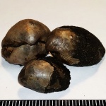 Russiella Карамышевская