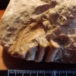 Косточки из ручья