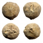 Hemicosmites pyriformis